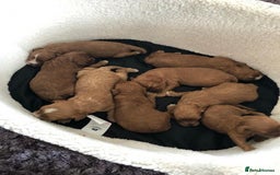 Toy Poodle dogs for stud: AT STUD KC REG TOY POODLE JAM  CLEAR DNA TESTS in High Wycombe - Image 7