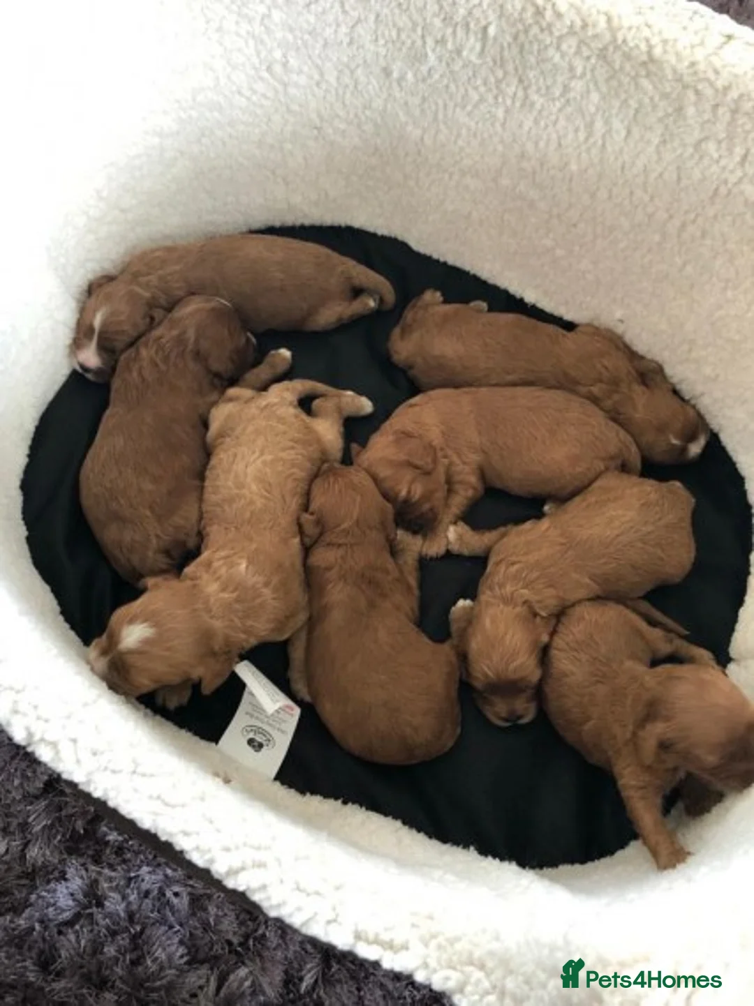 Toy Poodle dogs for stud: AT STUD KC REG TOY POODLE JAM  CLEAR DNA TESTS in High Wycombe - Advert 7