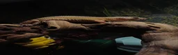 Leopard Gecko reptiles for sale: Female leopard gecko  - Advert 6