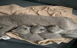 Russian Blue cats for sale: Russian blue kittens  - Image 5