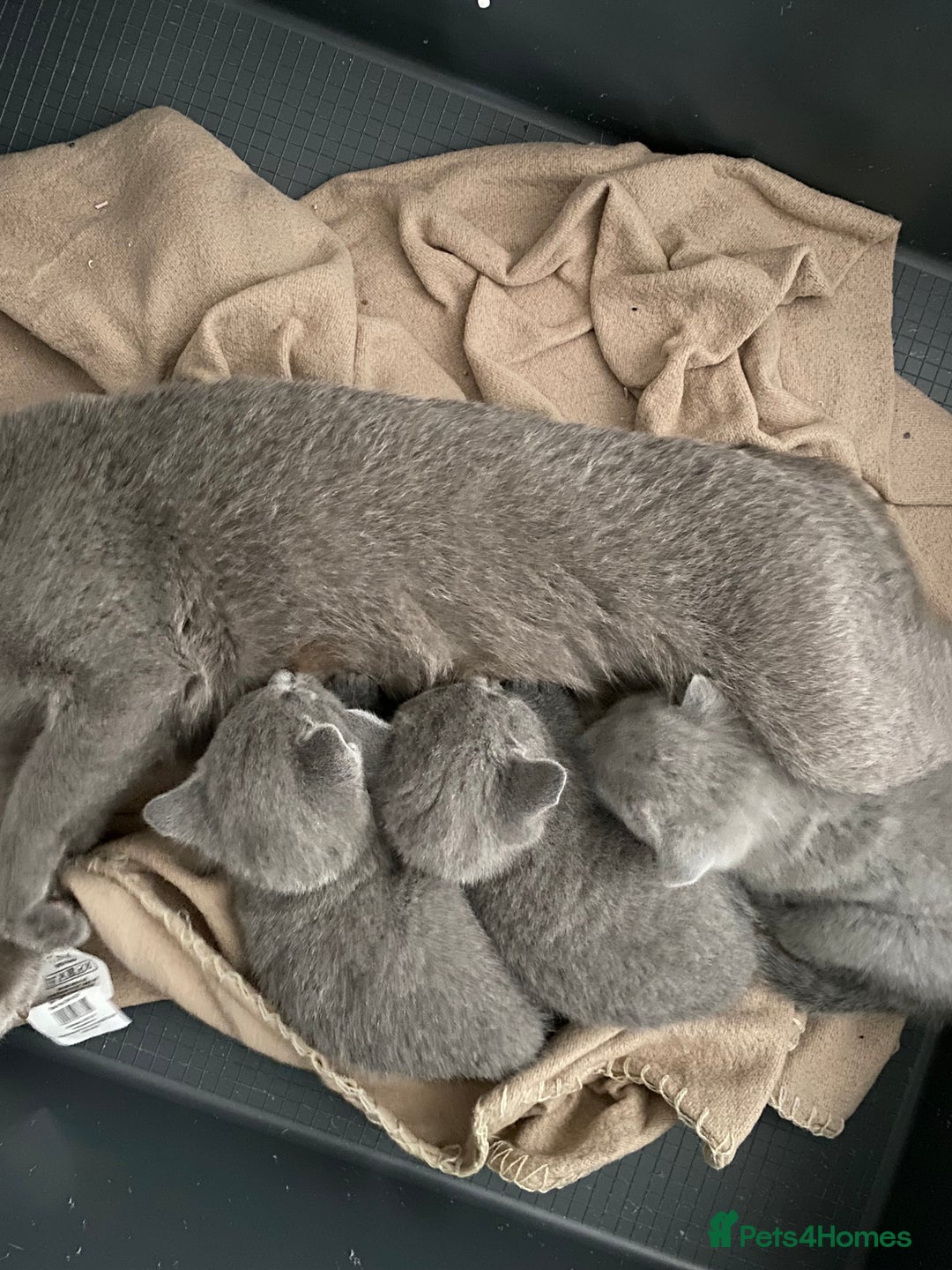 Russian Blue cats for sale: Russian blue kittens  - Image 5