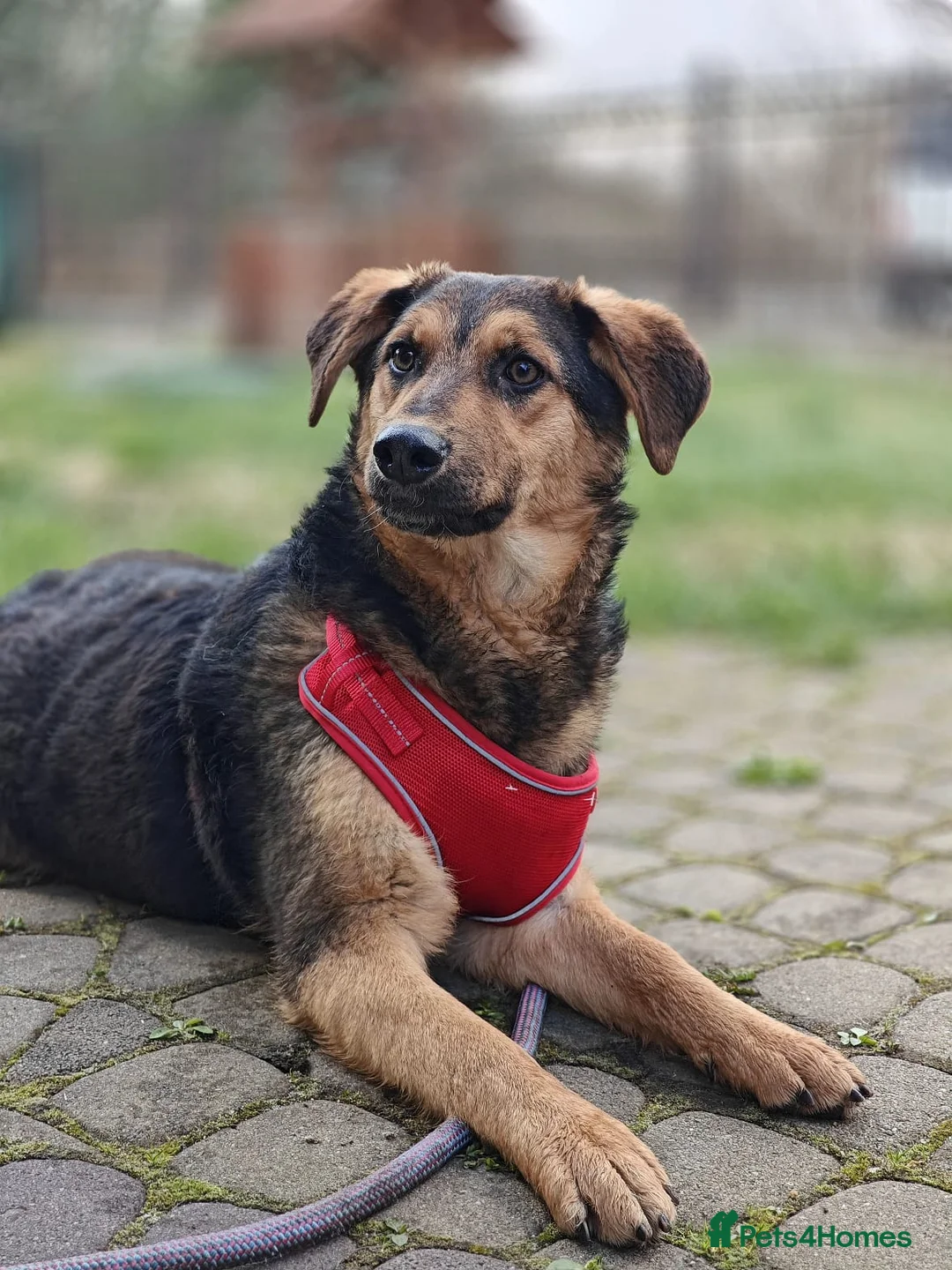 Mixed Breed dogs for adoption: ❤️🐶 YASIA – SHE CHOOSES PEOPLE OVER EVERYTHING in Burton-on-Trent - Advert 2