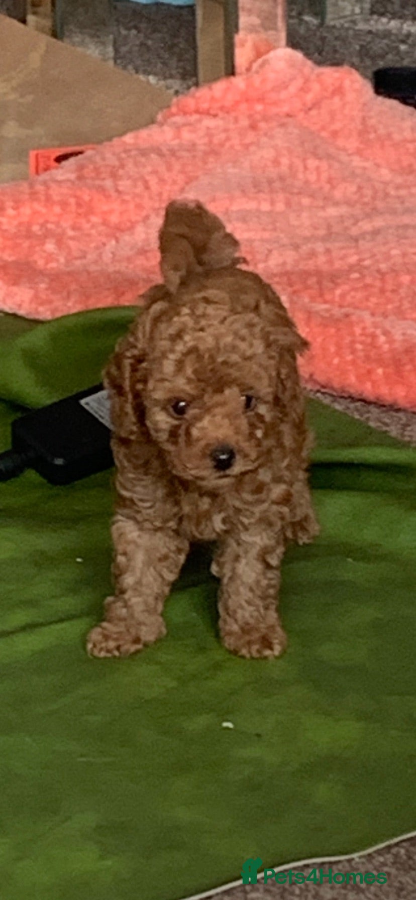 Toy Poodle dogs Beautiful toy poodles  - Advert 4