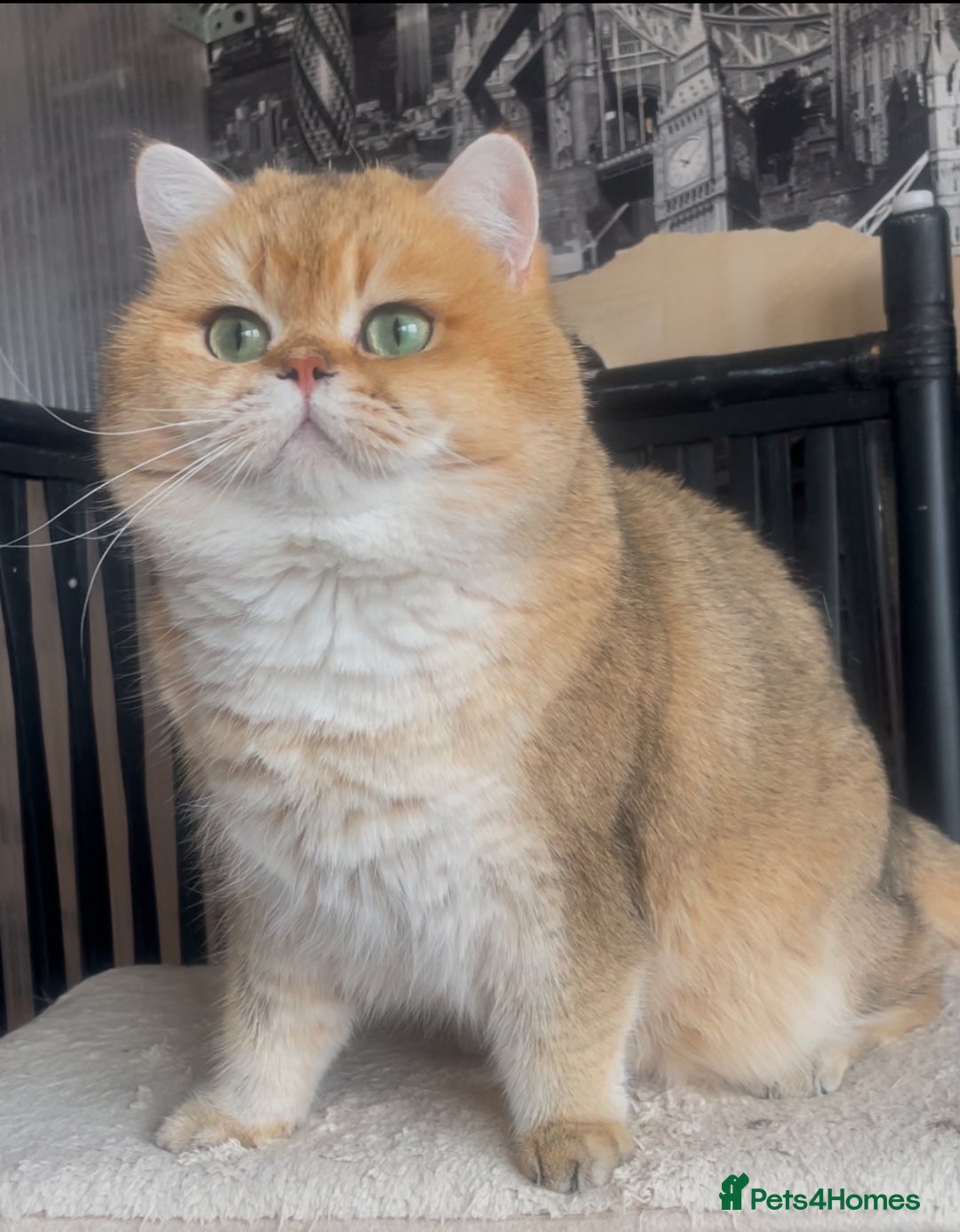 British Shorthair cats for stud: Beautiful BSH Golden Boy Stud Only - Image 3