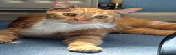 Domestic Shorthair cats for sale: Ginger Tabby Cat in Telford - Advert 6