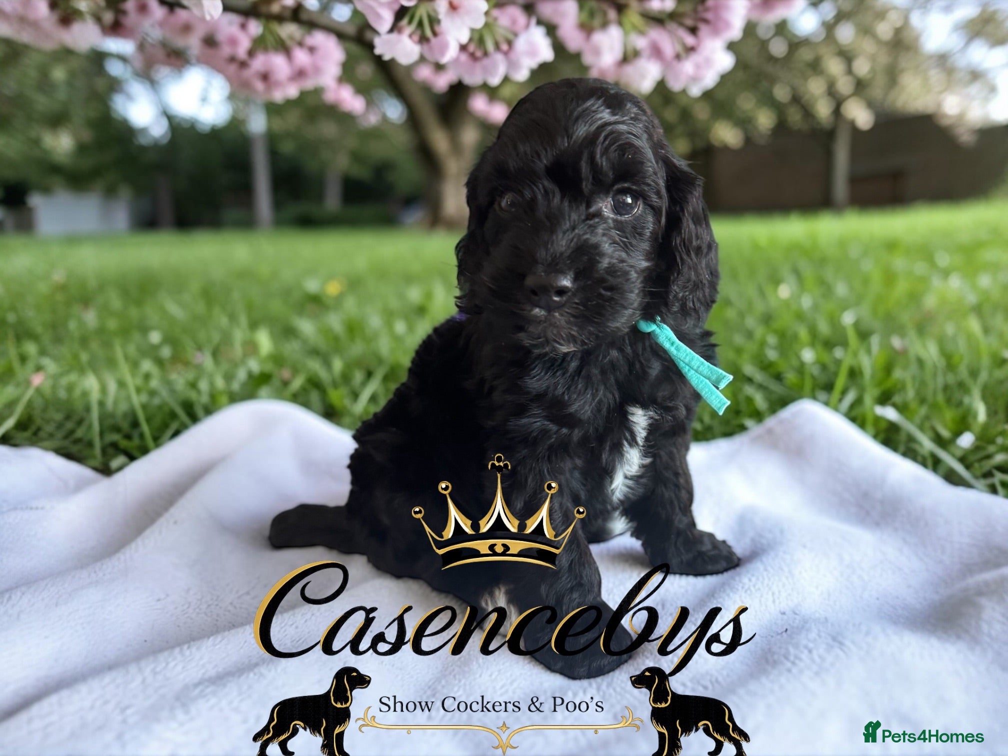 Cockapoo dogs STUNNING DNA CLEAR F1 miniature cockapoos - Advert 1