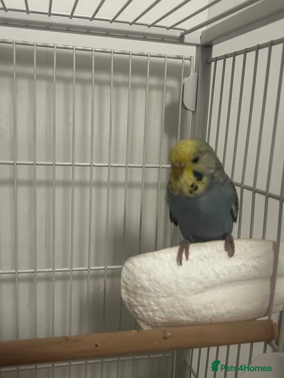 Budgerigars birds for sale: Female budgie in Nottingham - Advert 10