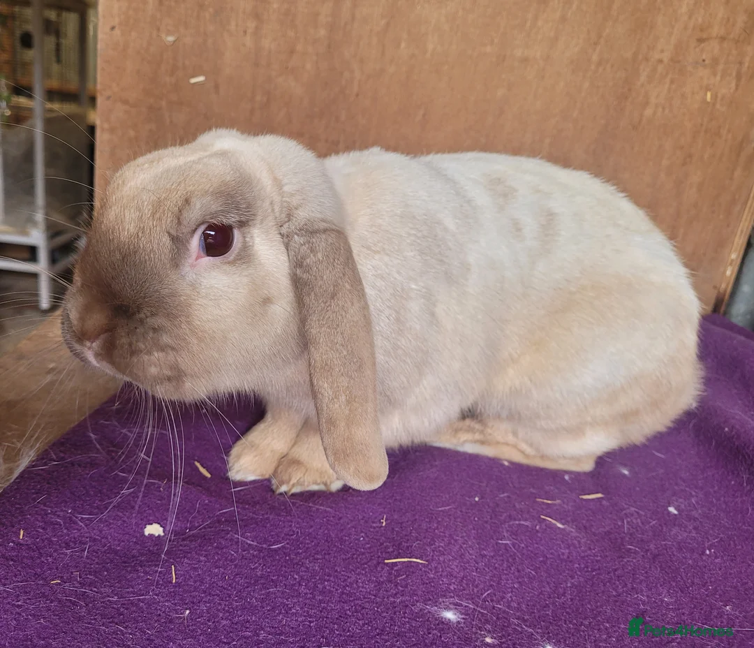 Mixed Breed rabbits for sale: 'Houdini' Belgian Hare x Lop - Advert 2