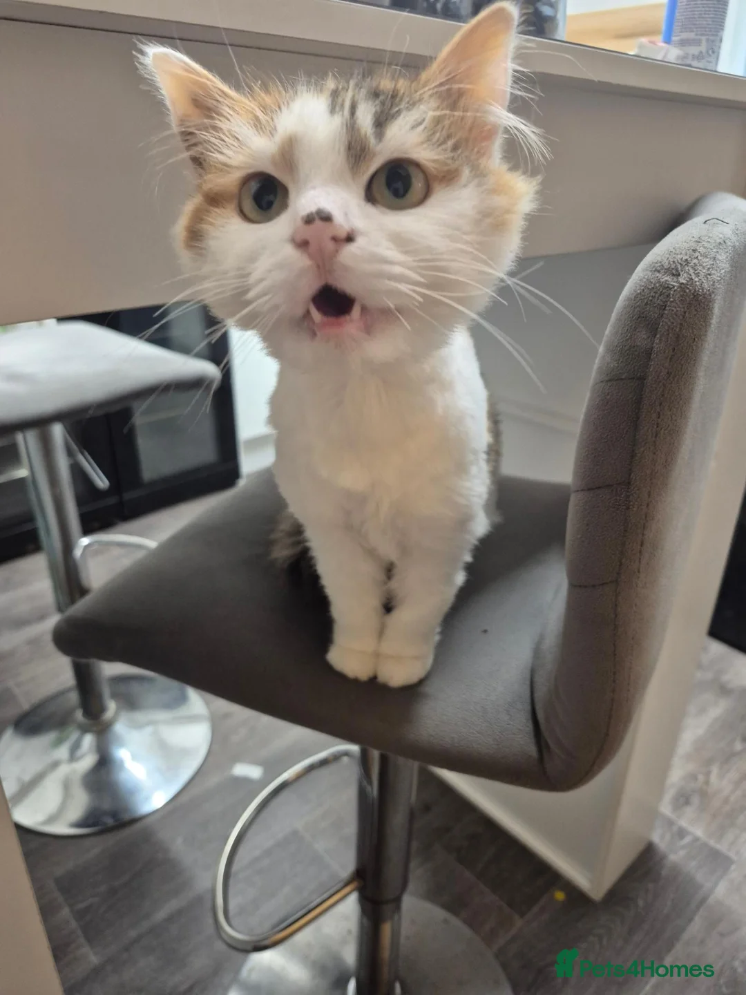 Mixed Breed cats for sale: 3 year old female cat in need of rehoming - Advert 2