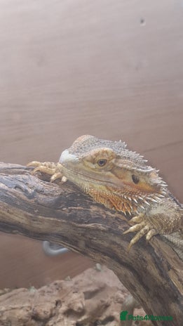 Bearded Dragon reptiles - Advert 9