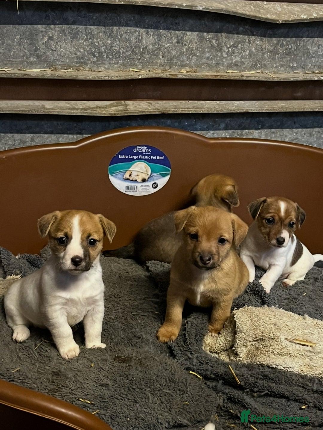 Mixed Breed dogs for sale: Jack Russell x Yorkies - Image 9