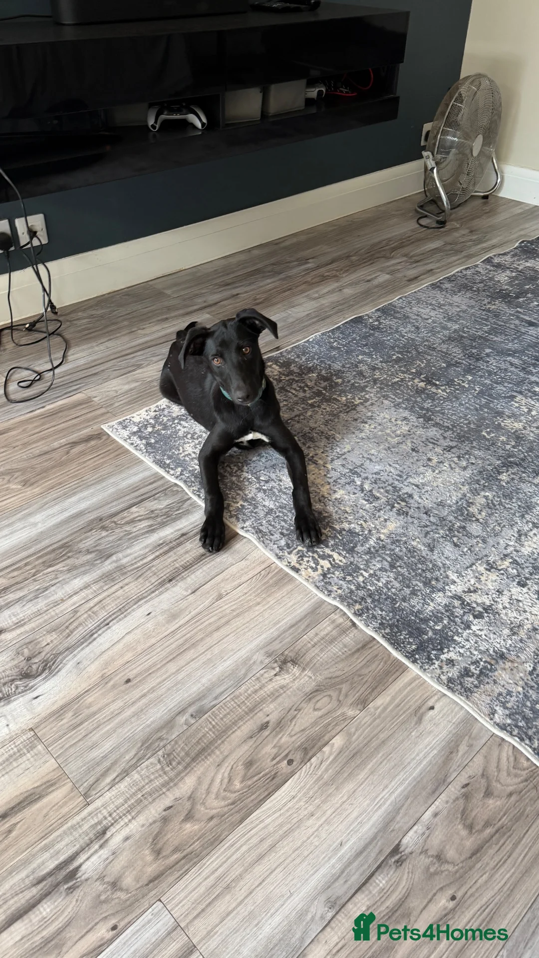 Mixed Breed dogs for adoption: Gentle puppy Paris is Ready for her Family! 💗 - Advert 1