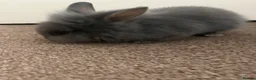 Rex rabbits for sale: lionhead + mini rex baby bunny for sale in Denbigh - Advert 8