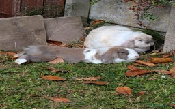 Mixed Breed rabbits for sale: Looking for a loving home for two adorable rabbits - Image 1