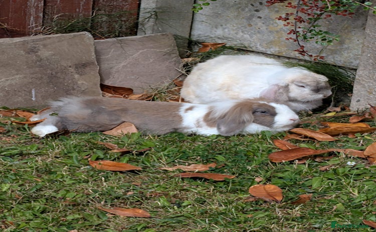 Mixed Breed rabbits - Advert 1