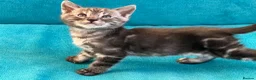 Bengal cats for sale: Beautiful Bengal boys - Advert 9