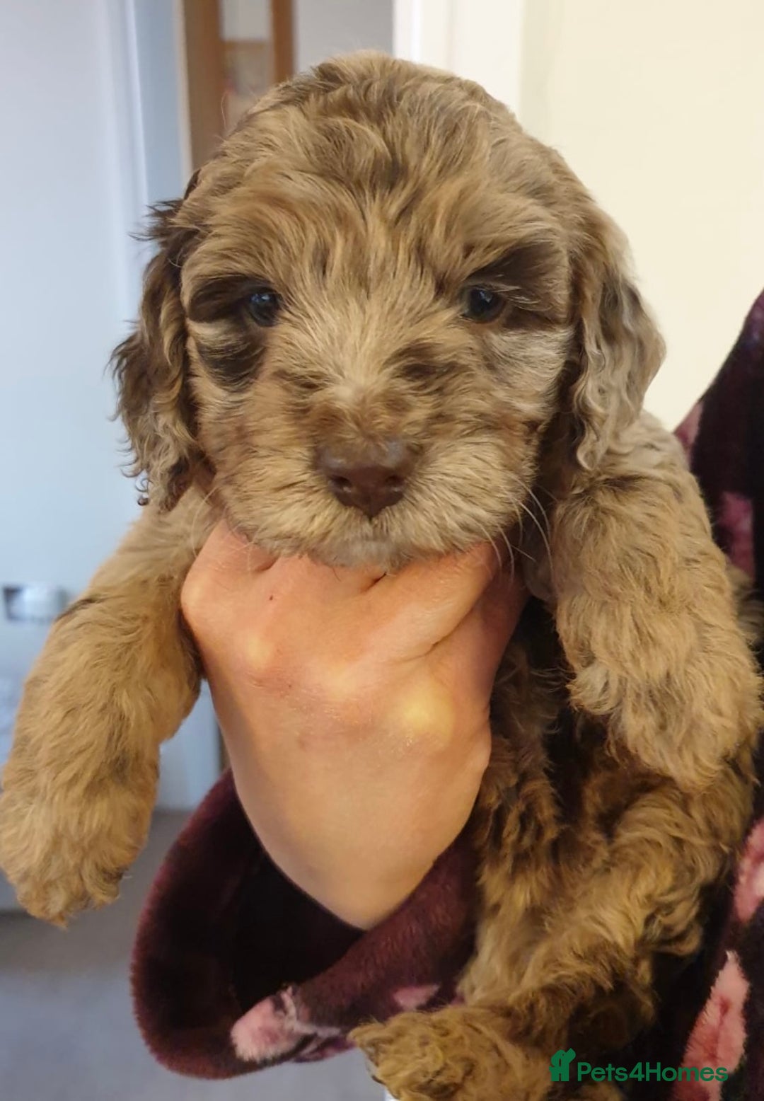 Poodle dogs for stud: Stunning Well Proven Miniature Merle Poodle in Newcastle - Advert 7