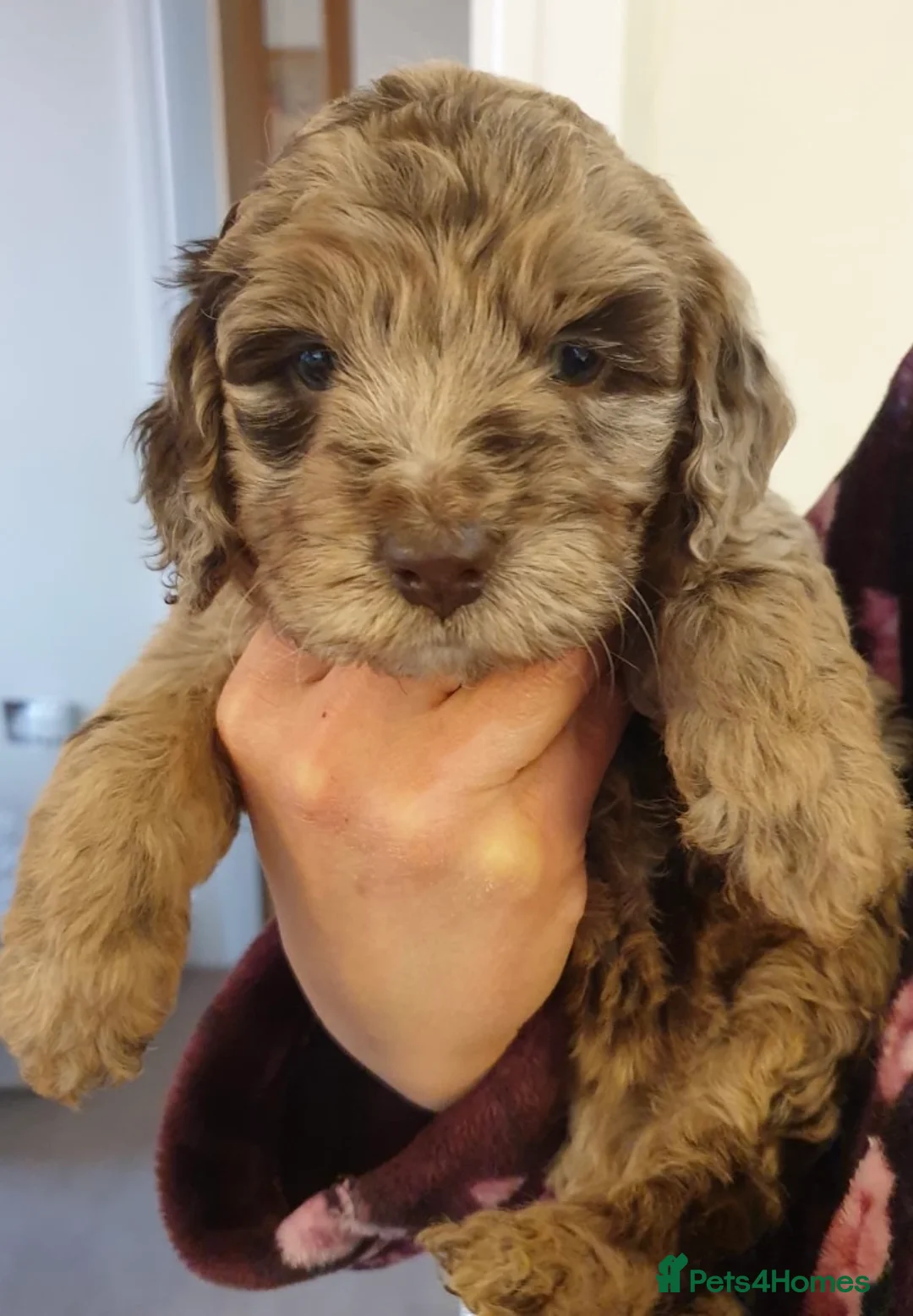 Poodle dogs for stud: Stunning Well Proven Miniature Merle Poodle in Newcastle - Advert 7