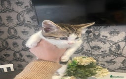 Mixed Breed cats for sale: Kittens ready for their new homes - Image 5