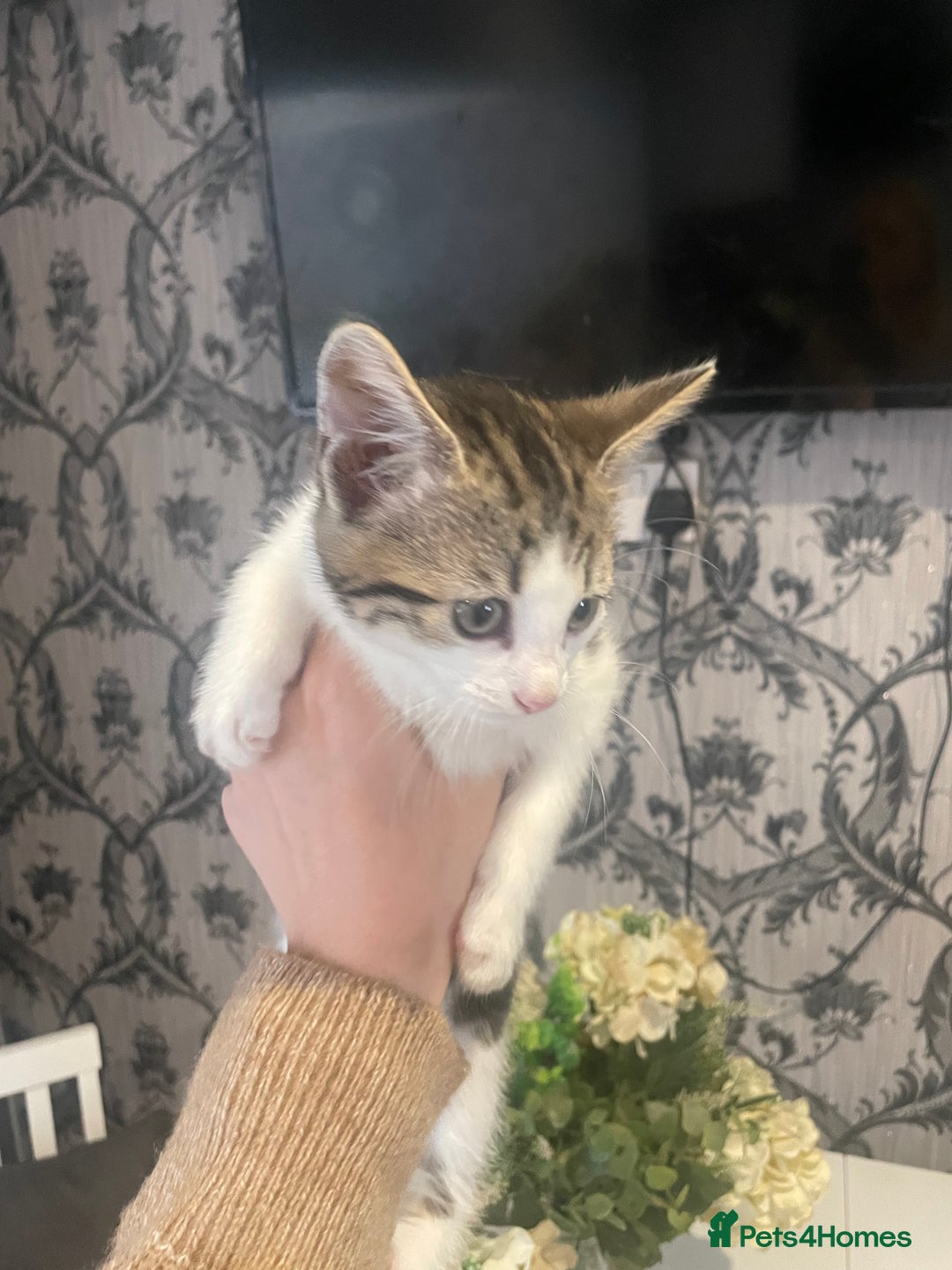 Mixed Breed cats for sale: Kittens ready for their new homes - Image 5
