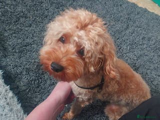 Cavapoo dogs Red /Apricot TOY CAVAPOO GIRL 12 MONTHS - Advert 6