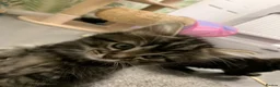 Mixed Breed cats for sale: 5 beautiful boy kittens  - Advert 18