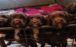 Sprocker dogs for sale: 6 beautiful Sprockers for sale - Image 3