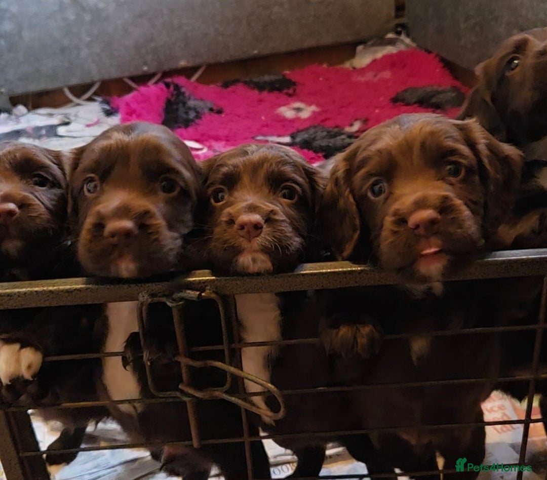 Sprocker dogs for sale: 6 beautiful Sprockers for sale - Image 3