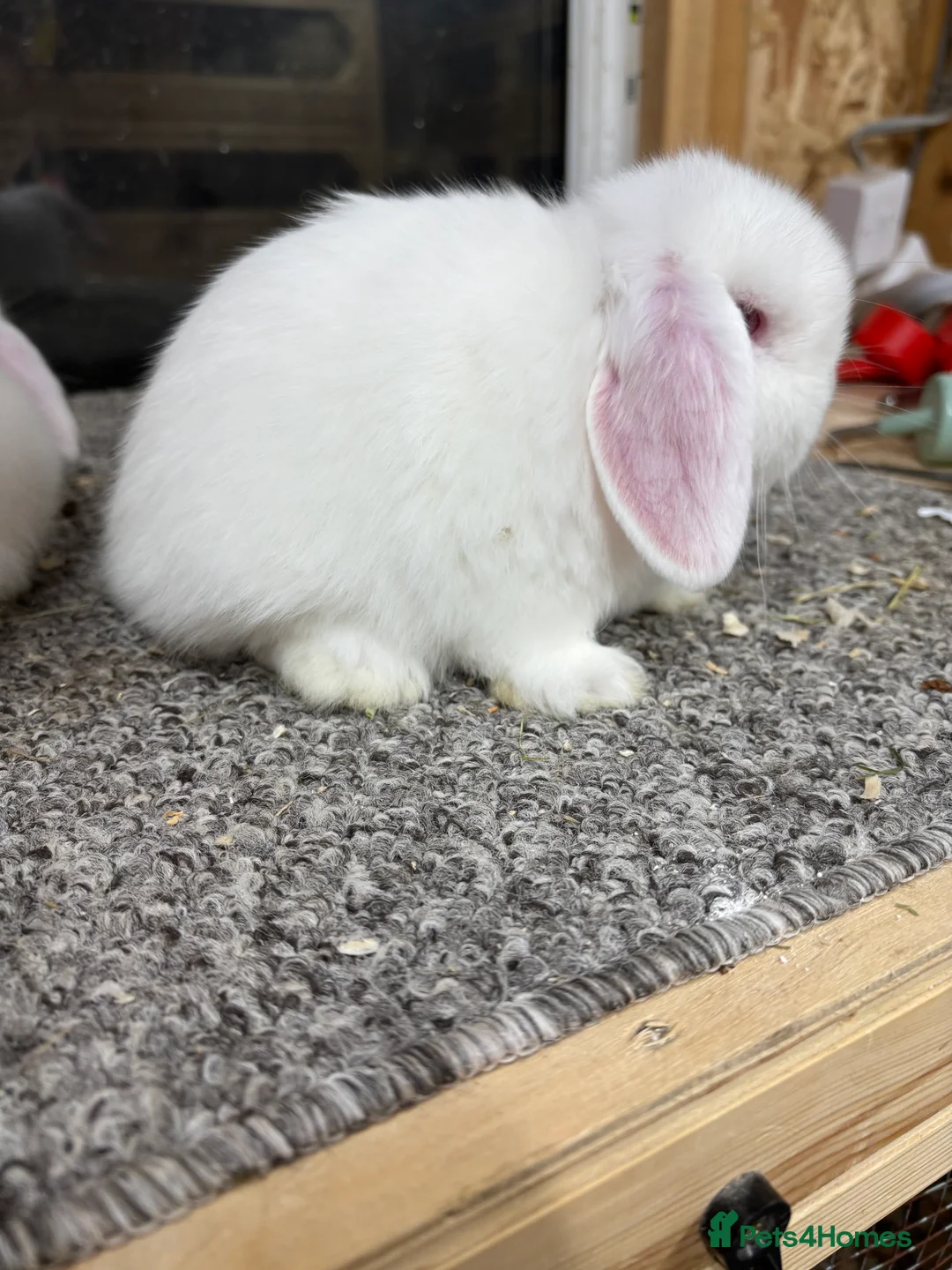 Mini Lop rabbits for sale: Baby Minilop BRC rung and Vaccinated  - Advert 2