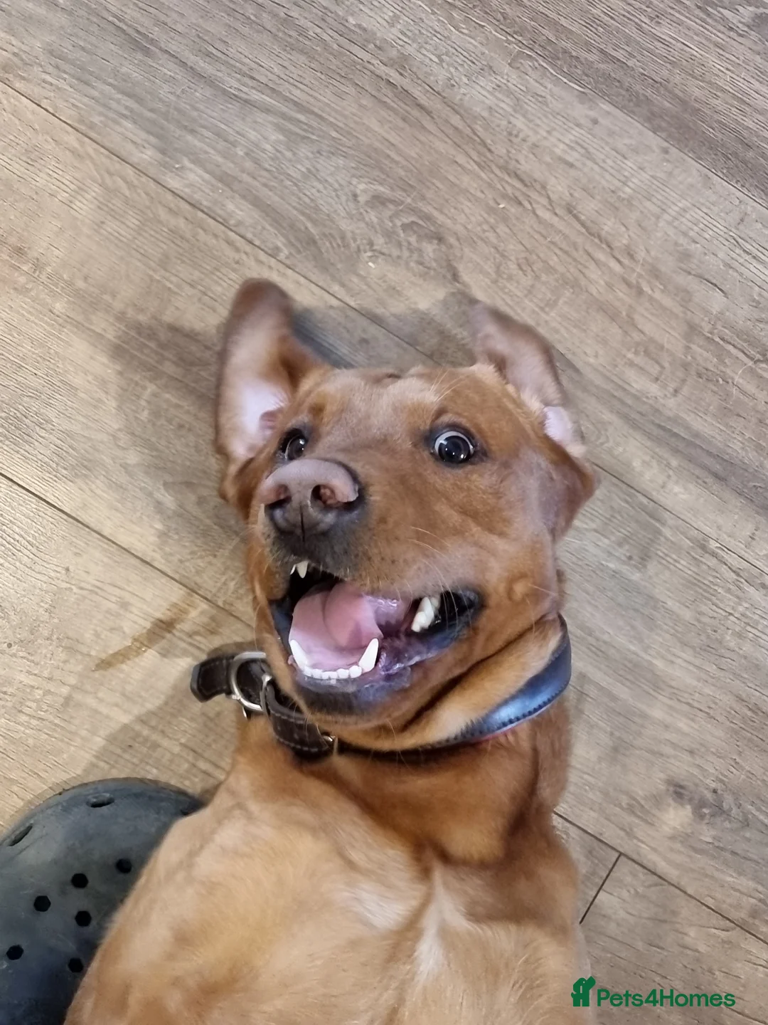 Labrador Retriever dogs for sale: 2 year old labrador  in Woodhall Spa - Advert 4