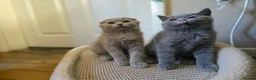 Scottish Fold cats for sale: scottish fold lilac and  blue straight female  - Advert 9