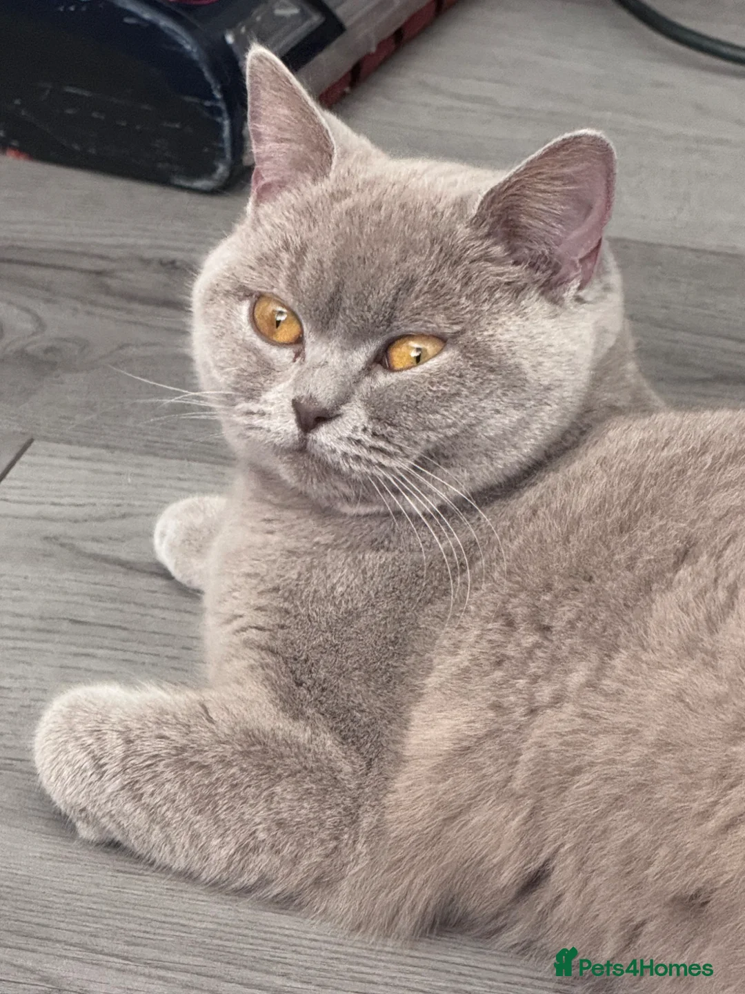 British Shorthair cats for sale: British short hair female very loving  - Advert 3