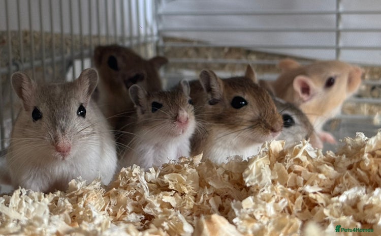 Gerbil rodents - Advert 2