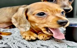 Miniature Dachshund dogs for sale: ✨Last gorgeous  girl tiny  Mini dachshund  ✨ - Image 1