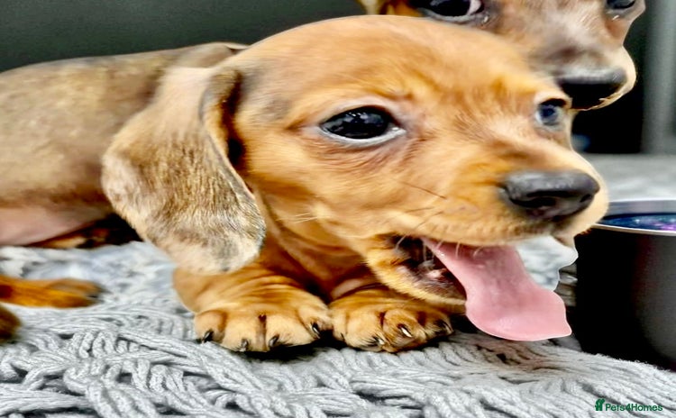 Miniature Dachshund dogs - Advert 2