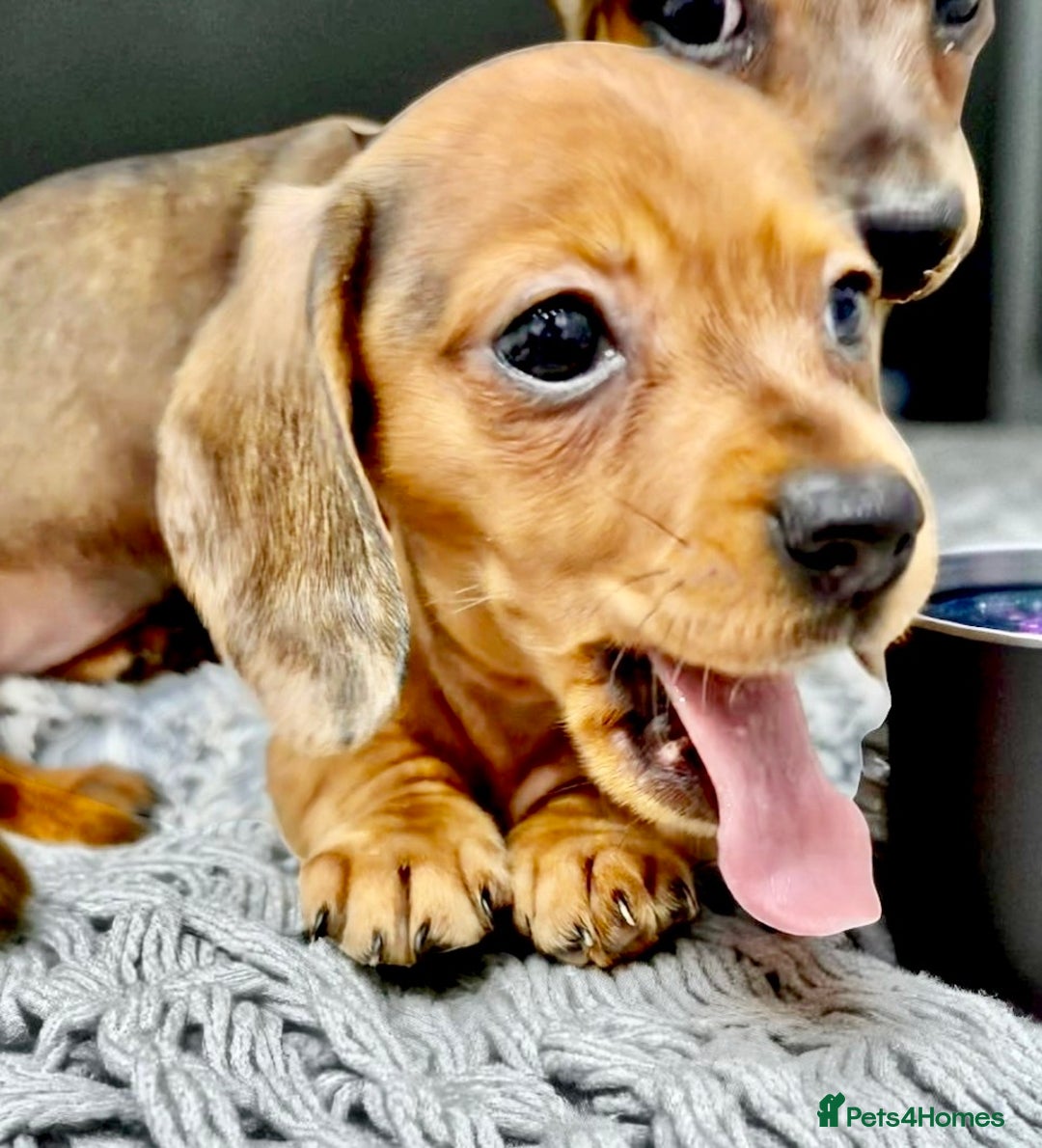 Miniature Dachshund dogs for sale: ✨Last gorgeous  girl tiny  Mini dachshund  ✨ - Image 1