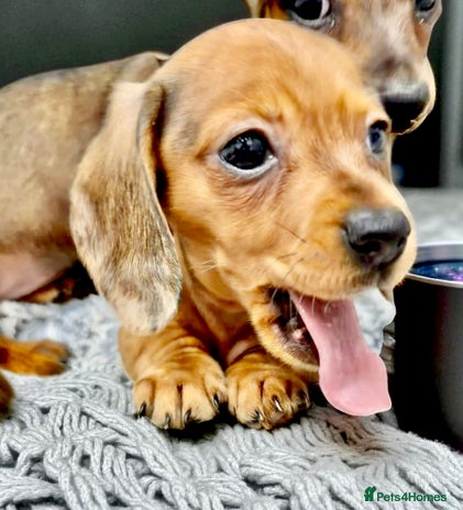 Miniature Dachshund dogs - Advert 4