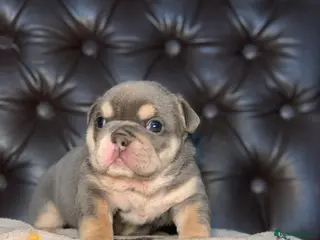 English Bulldog dogs Beautiful pedigree English bulldogs pups - Advert 15