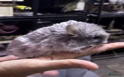 Chinchilla rodents for sale: Rpac chin kits plus starter pack  - Image 4
