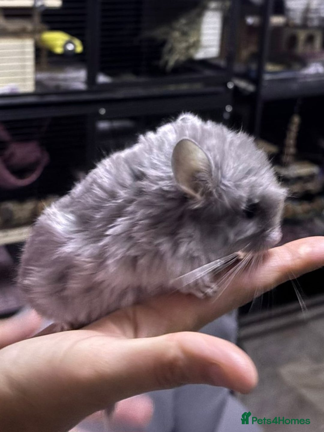 Chinchilla rodents for sale: Rpac chin kits plus starter pack  - Image 4