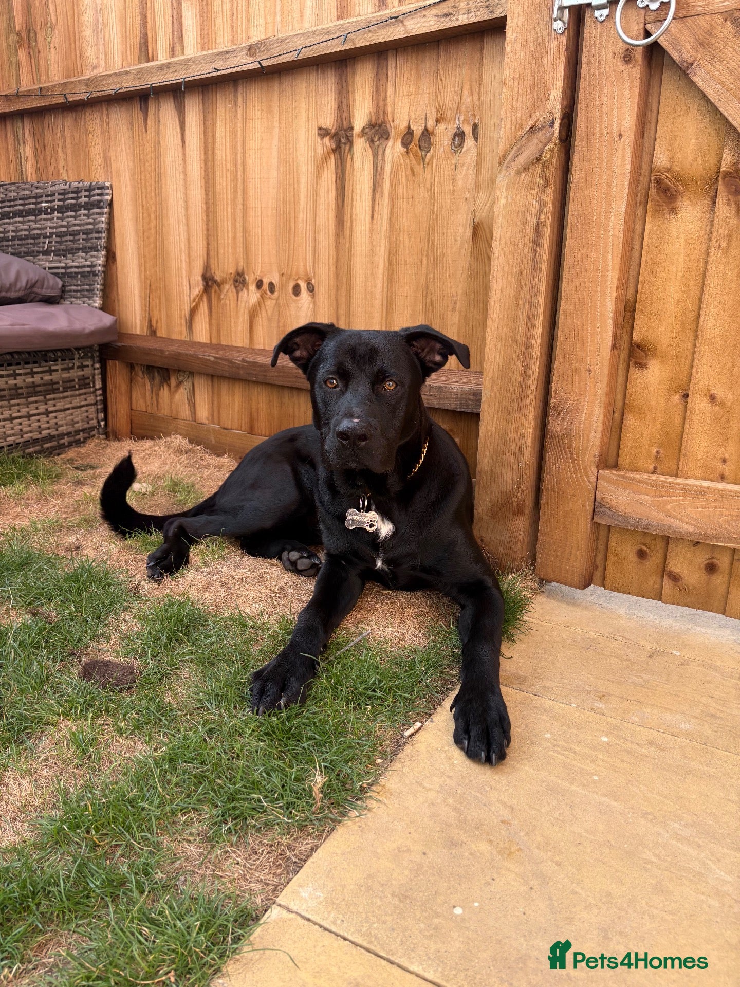 Mixed Breed dogs Rex 9 Months Old - Advert 8