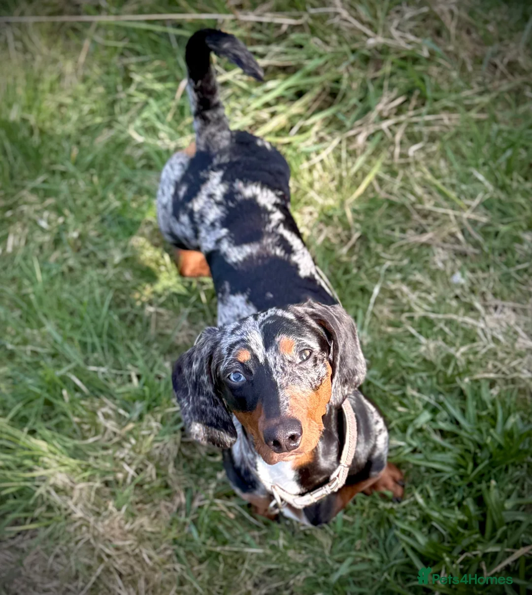 Dachshund dogs for sale: Loving 9 month old dappled dachshund boy for sale  - Advert 2