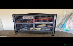 Ferret rodents for sale: 2 Male Albino Ferrets With Everything  - Image 4