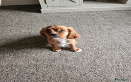 Cavalier King Charles Spaniel dogs for sale: Beautiful Cavellier Puppies Essex in Rayleigh - Image 2