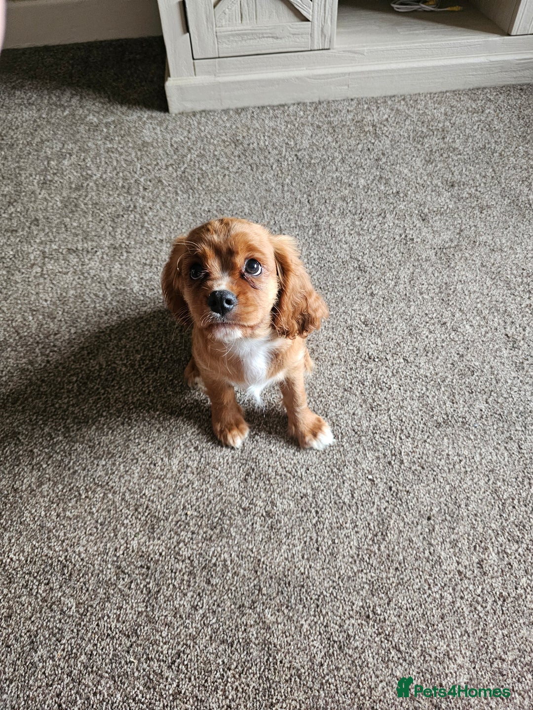 Cavalier King Charles Spaniel dogs for sale: Beautiful Cavellier Puppies Essex in Rayleigh - Image 2