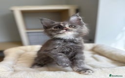 Maine Coon cats for sale: GCCF registered babies  - Image 2