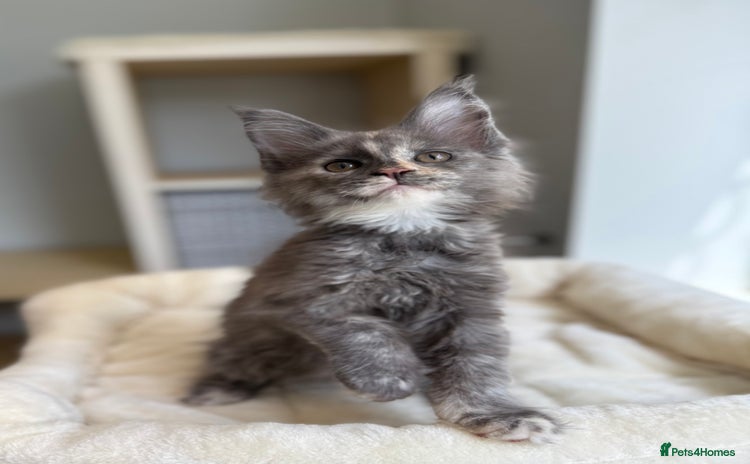 Maine Coon cats - Advert 15