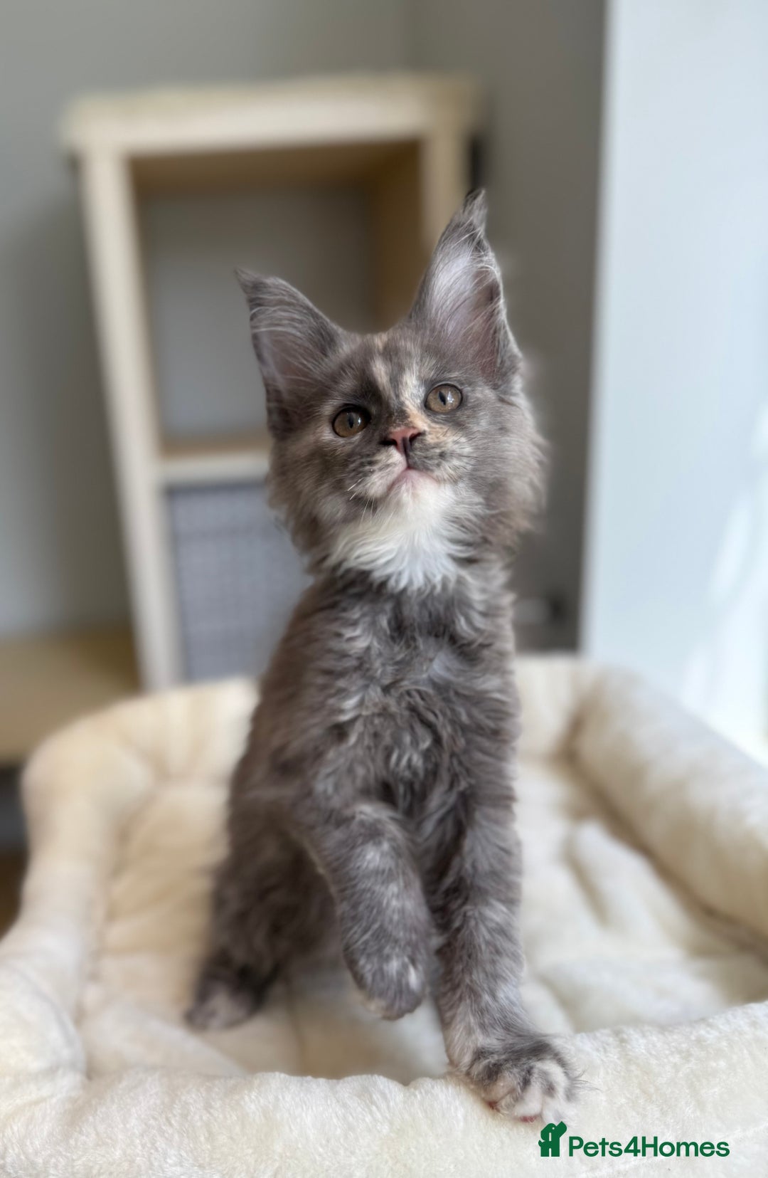 Maine Coon cats for sale: GCCF registered babies  - Image 2