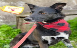 Mixed Breed dogs for adoption: 💖🐶 CARMEN 🐶💖 - Image 1