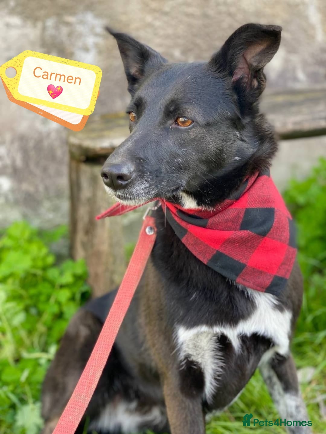 Mixed Breed dogs for adoption: 💖🐶 CARMEN 🐶💖 - Image 1